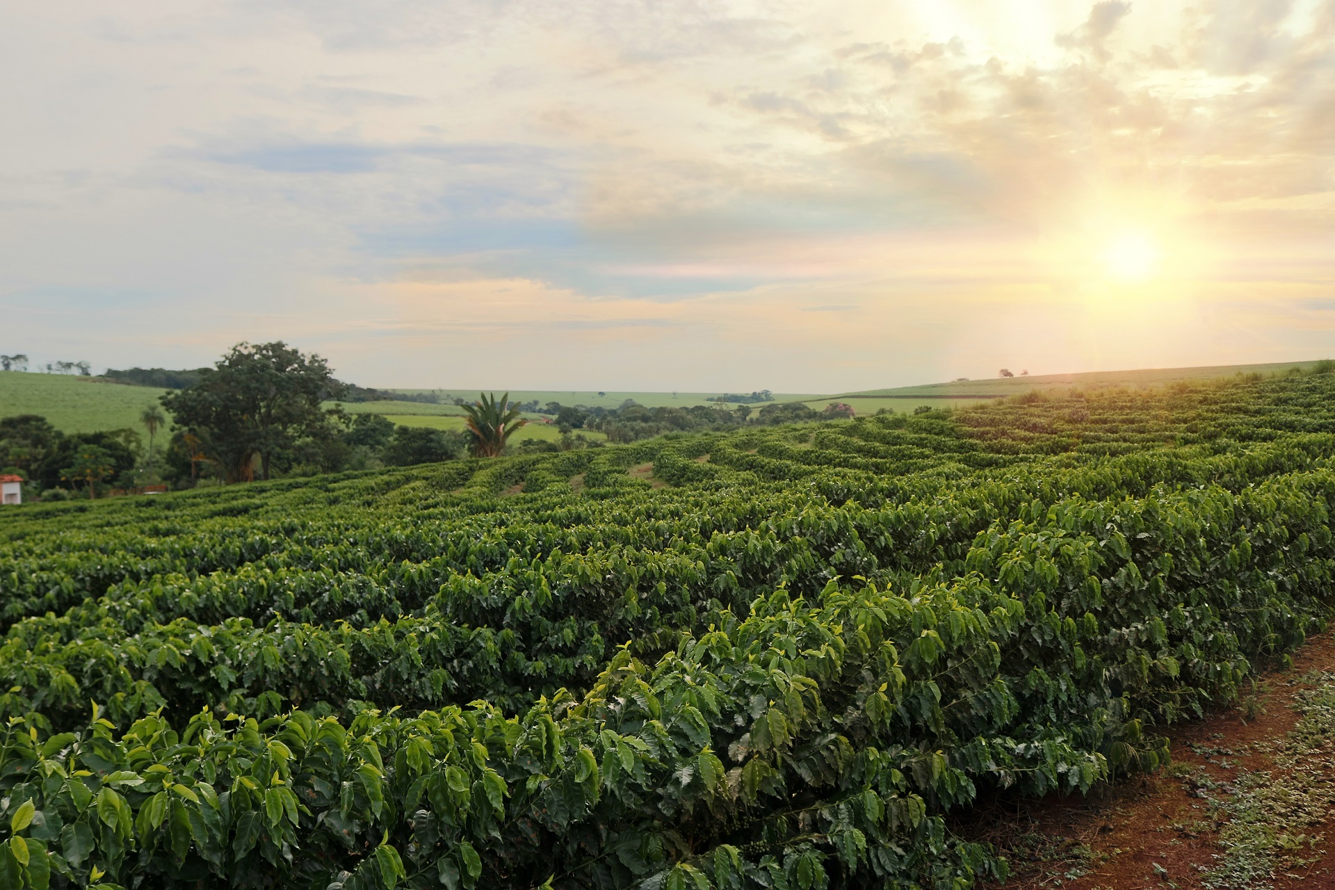 Contratações de crédito rural superaram em R$ 42,19 bilhões